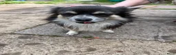 Chihuahua dogs for sale: Mexican chihuahua in Bridgnorth - Advert 2