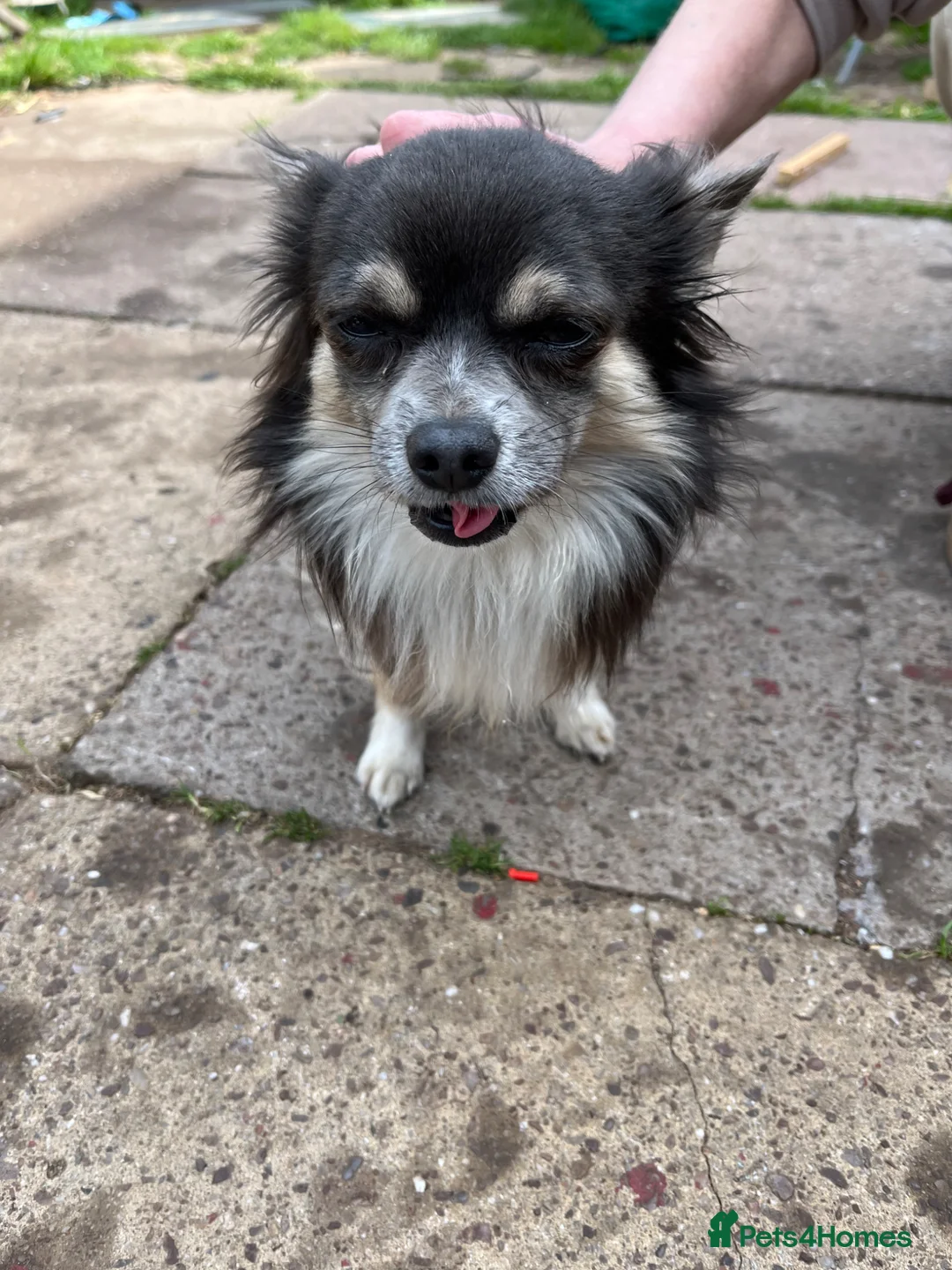 Chihuahua dogs for sale: Mexican chihuahua in Bridgnorth - Advert 2