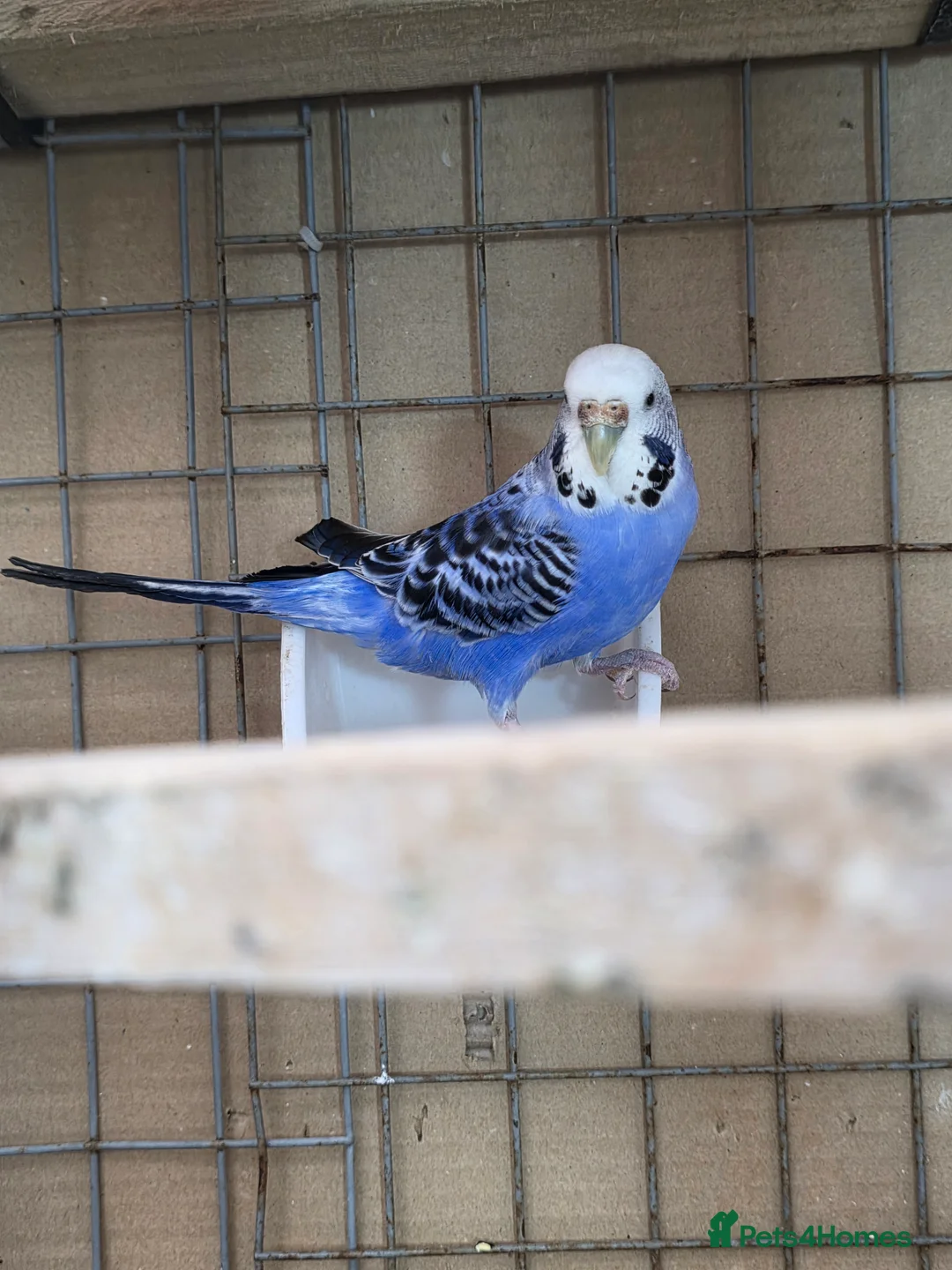 Budgerigars birds for sale: Budgies and guliden finch  - Advert 9