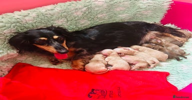 Miniature Dachshund dogs - Advert 15