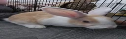 English Lop rabbits for sale: Female lop rabbit with the whole start up kit in Bathgate - Advert 3