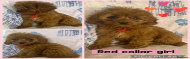 Cavapoo 3