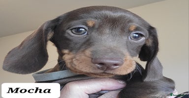 Miniature Dachshund dogs QUALITY miniature Dachshund smooth KC REGISTERED - Advert 2