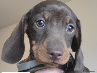 Miniature Dachshund dogs QUALITY miniature Dachshund smooth KC REGISTERED - Advert 13