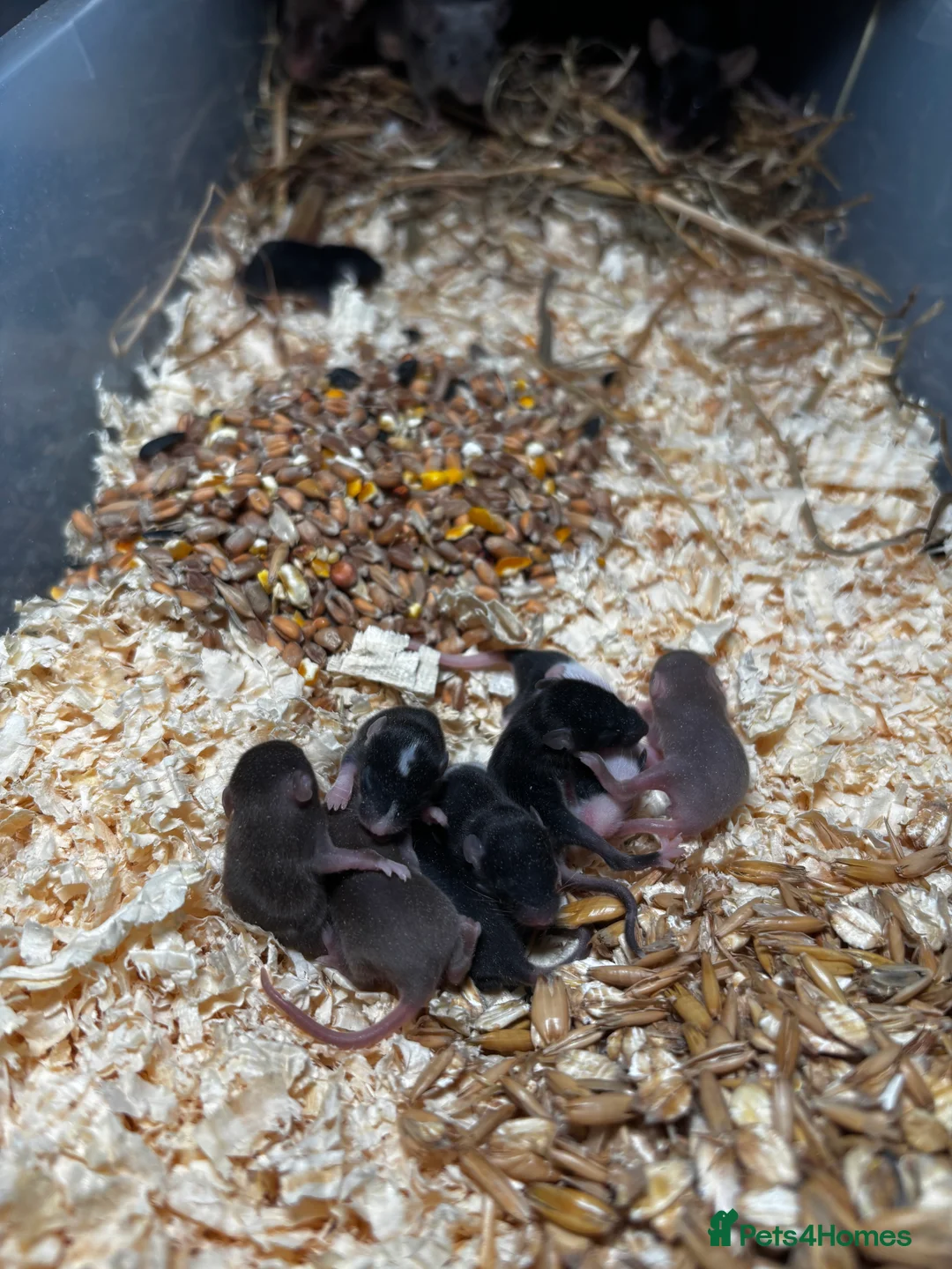 Rat rodents for sale: Rats and mice mixed colours and sexes for sale - Advert 14