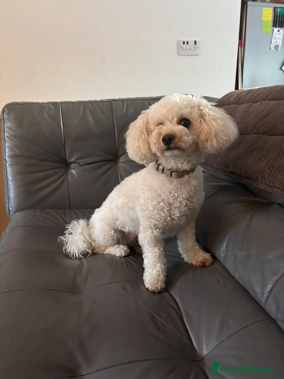 Poochon dogs for sale: Poochon in Saint Helens - Advert 3