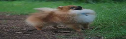 Pomeranian dogs for sale: * Pomeranians available to forever loving homes * - Advert 4