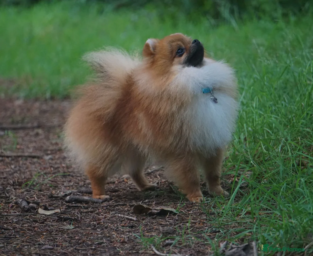 Pomeranian dogs for sale: Bright Orange Male available **  in St. Neots - Advert 2