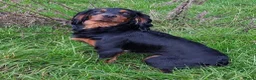 Cocker Spaniel dogs for stud: KC Reg  Proven Working Cocker Spaniel for Stud - Advert 4