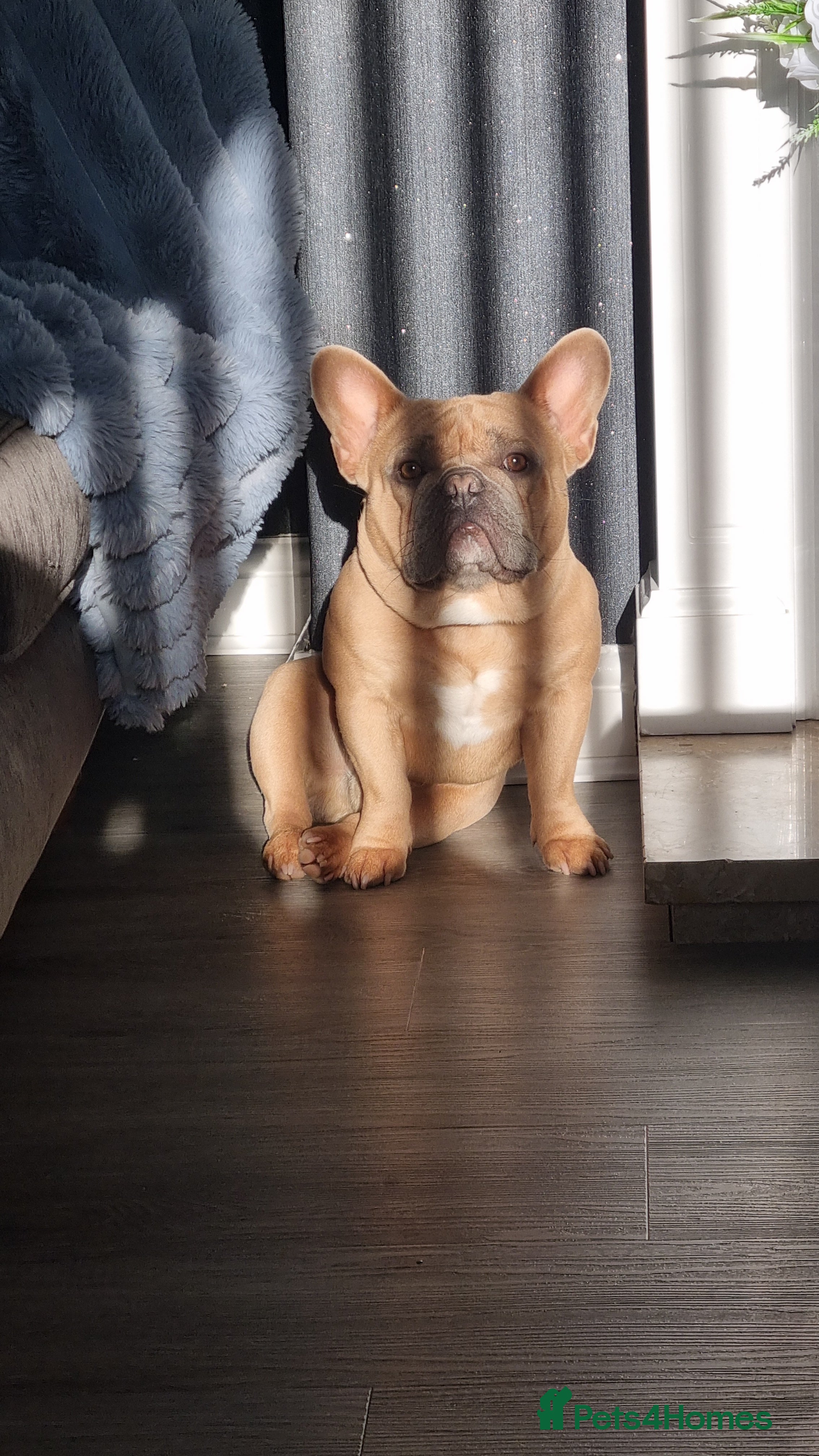 French Bulldog dogs French bulldog boy - Advert 5