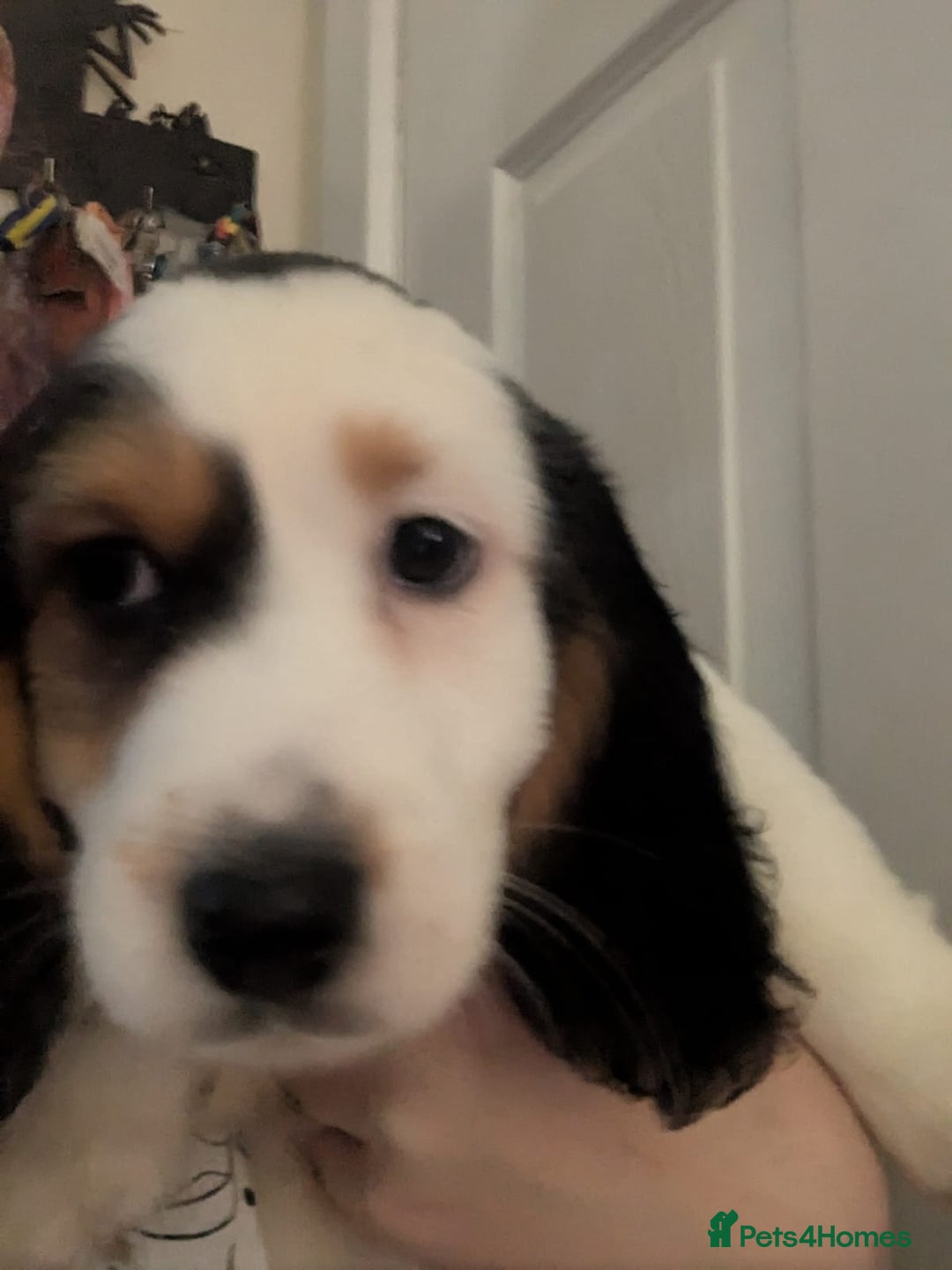 Mixed Breed dogs for sale: 10 week old bassest cocker spaniel cross puppies - Image 14