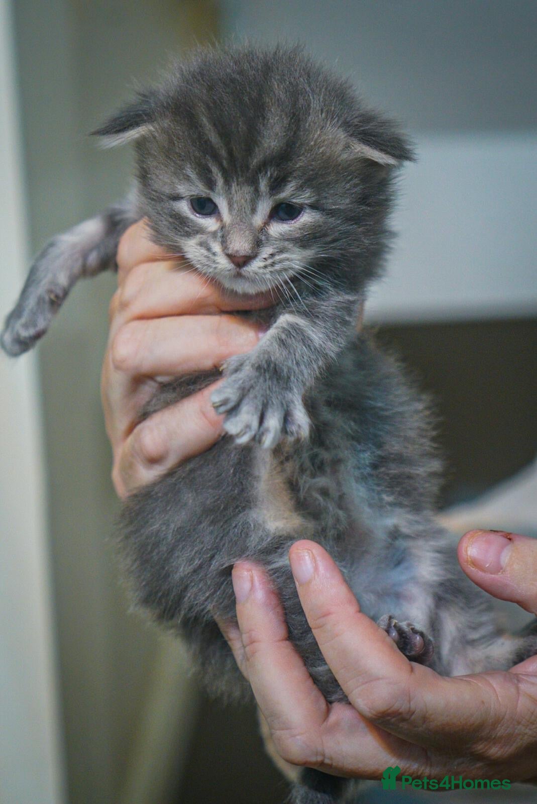 Maine Coon cats for sale: Gorgeous full breed Mainecoon kittens redy dec 1st - Advert 3