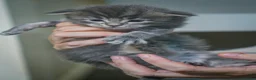 Maine Coon cats for sale: Gorgeous full breed Mainecoon kittens redy dec 1st - Advert 1
