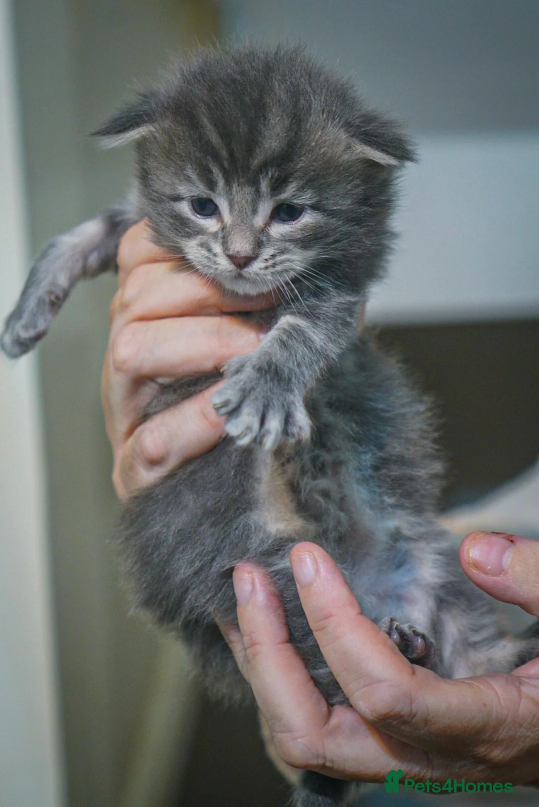Maine Coon cats for sale: Gorgeous full breed Mainecoon kittens redy dec 1st - Advert 1
