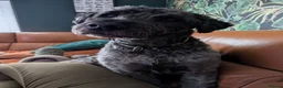 Mixed Breed dogs for sale: 8Yr Old Wheaten Terrier x Labradoodle in Chesterfield - Advert 4