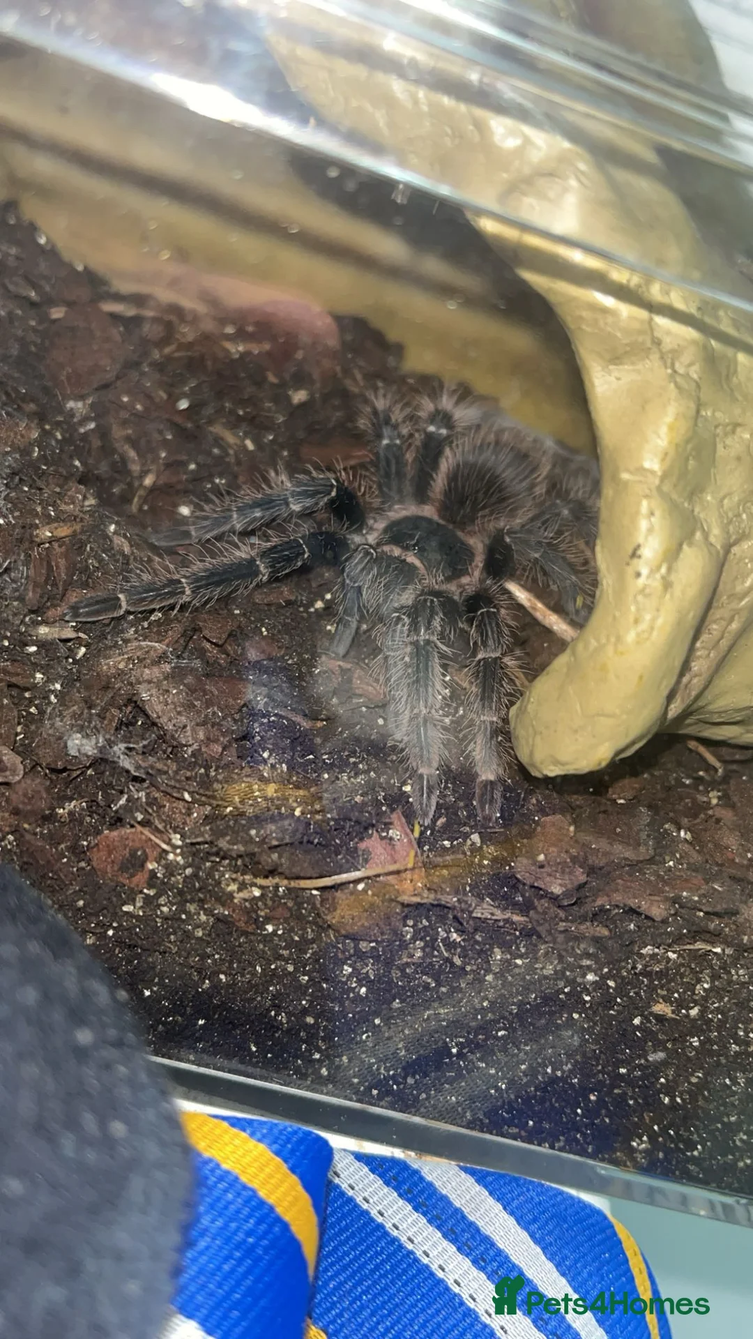 Tarantulas invertebrates for sale: Daisy in Rotherham - Advert 2