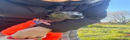 Italian Greyhound dogs for stud: Proven handsome blue Italian greyhound  - Advert 2