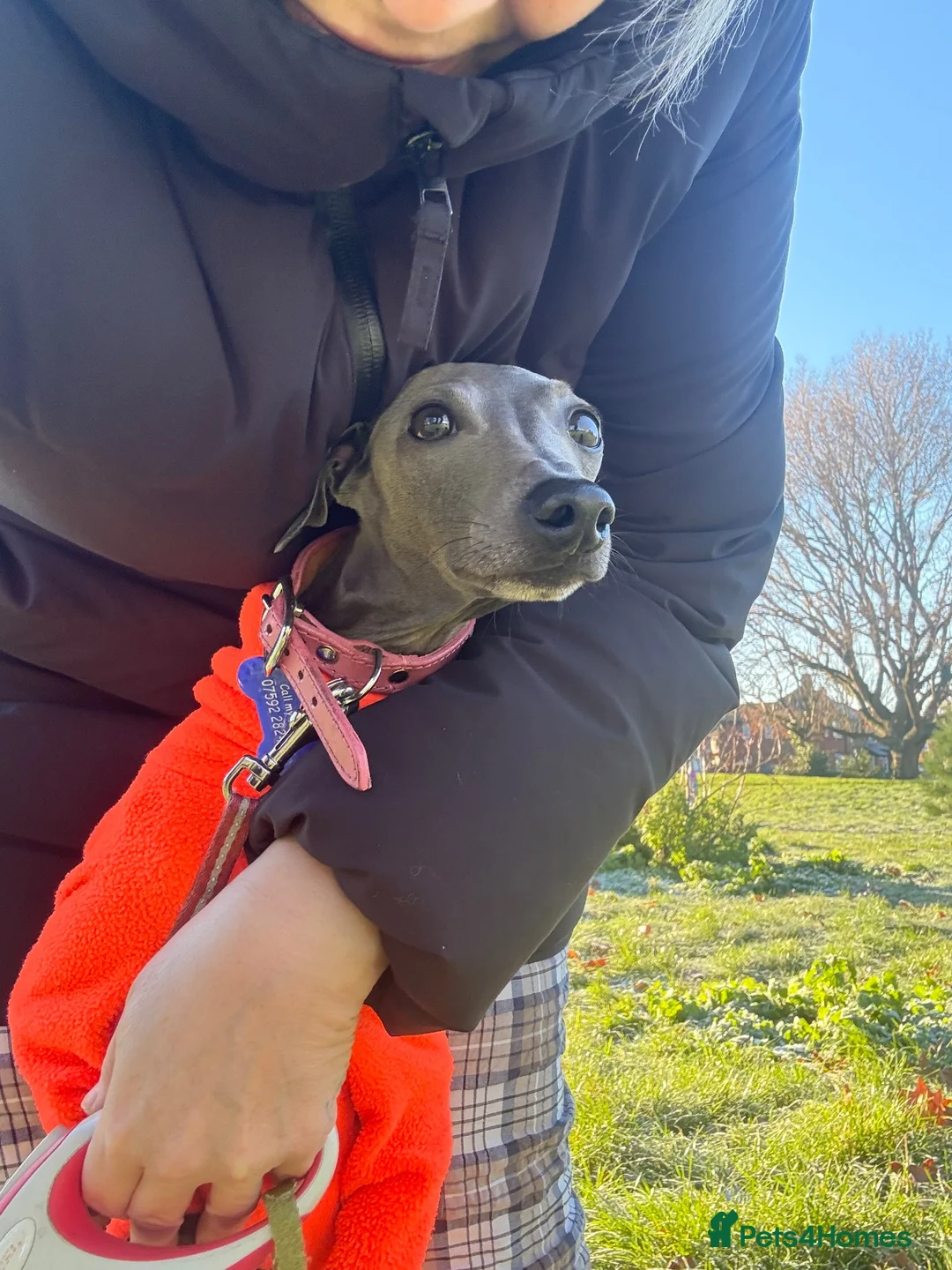 Italian Greyhound dogs for stud: Proven handsome blue Italian greyhound  - Advert 2