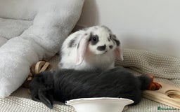 Mini Lop rabbits for sale: Rehoming Two Mini Lops - Image 11