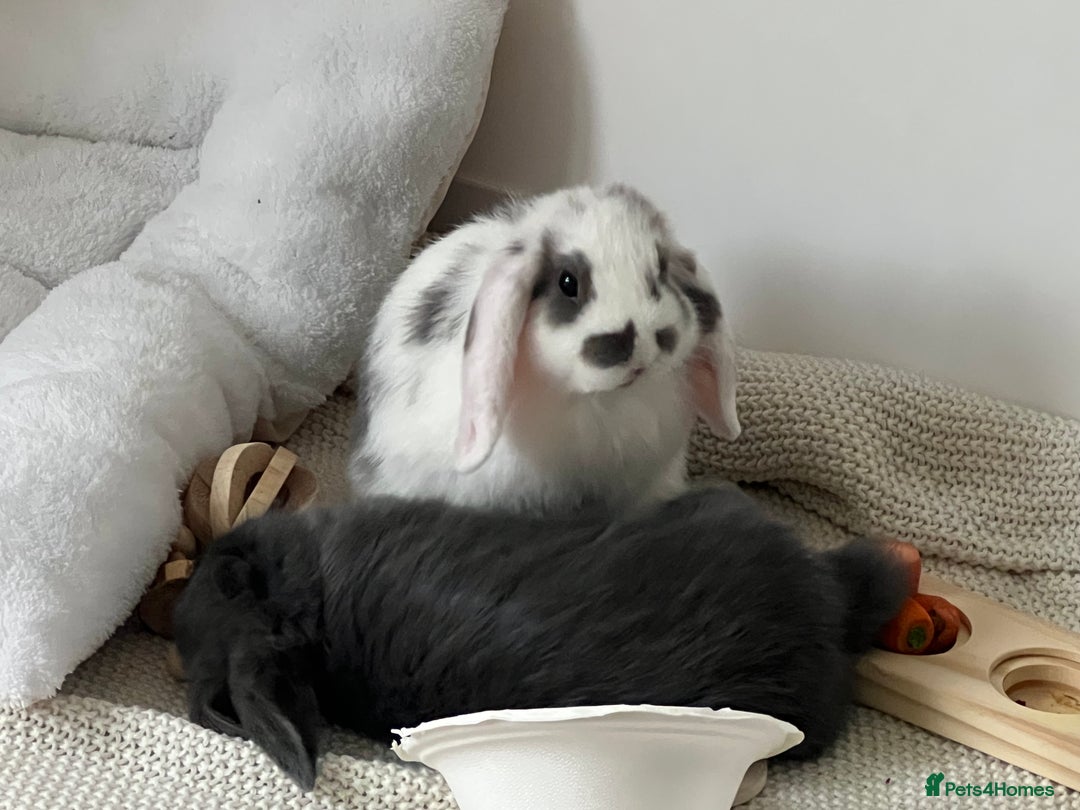 Mini Lop rabbits for sale: Rehoming Two Mini Lops - Image 11