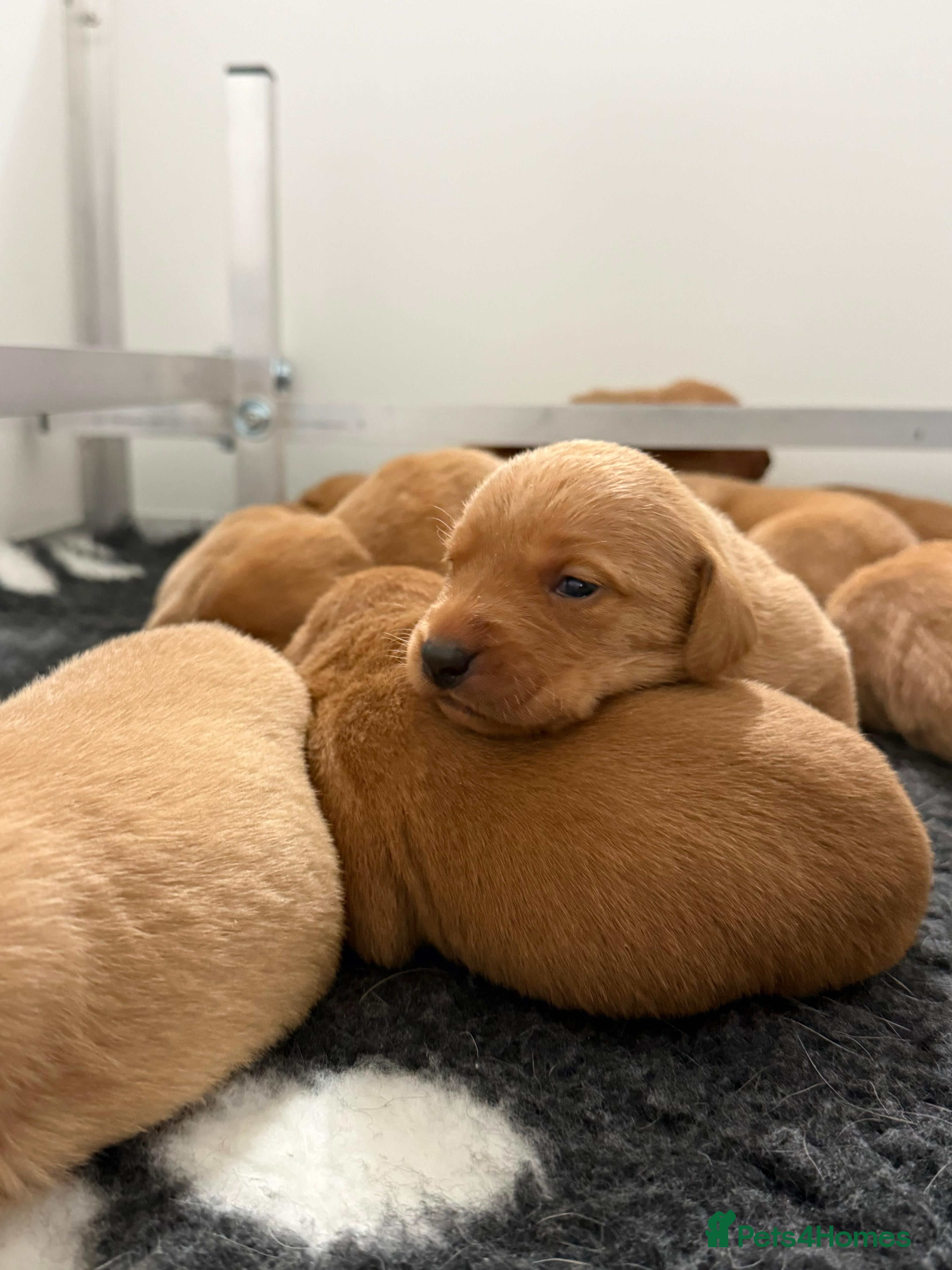 Labrador Retriever dogs Labrador puppies KC Fully health tested parents  - Advert 5