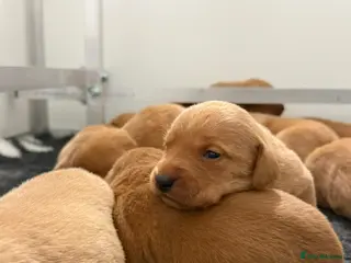 Labrador Retriever dogs Labrador puppies KC Fully health tested parents - Advert 4