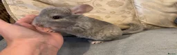 Chinchilla rodents for sale: Chinchilla kits in Brampton - Advert 10