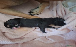 Staffordshire Bull Terrier dogs for sale: Staffy pups ready 26th august 2 brindle 3 blue - Image 18