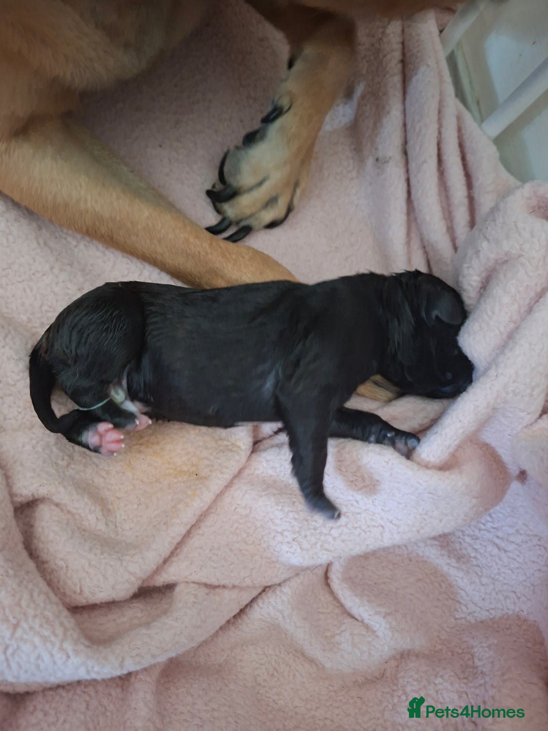 Staffordshire Bull Terrier dogs for sale: Staffy pups ready 26th august 2 brindle 3 blue - Image 18