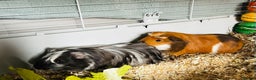 Guinea Pig rodents for sale: Two baby male guinea pigs and cage  - Advert 12