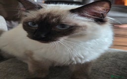 Ragdoll cats for sale: Female ragdoll  - Image 1