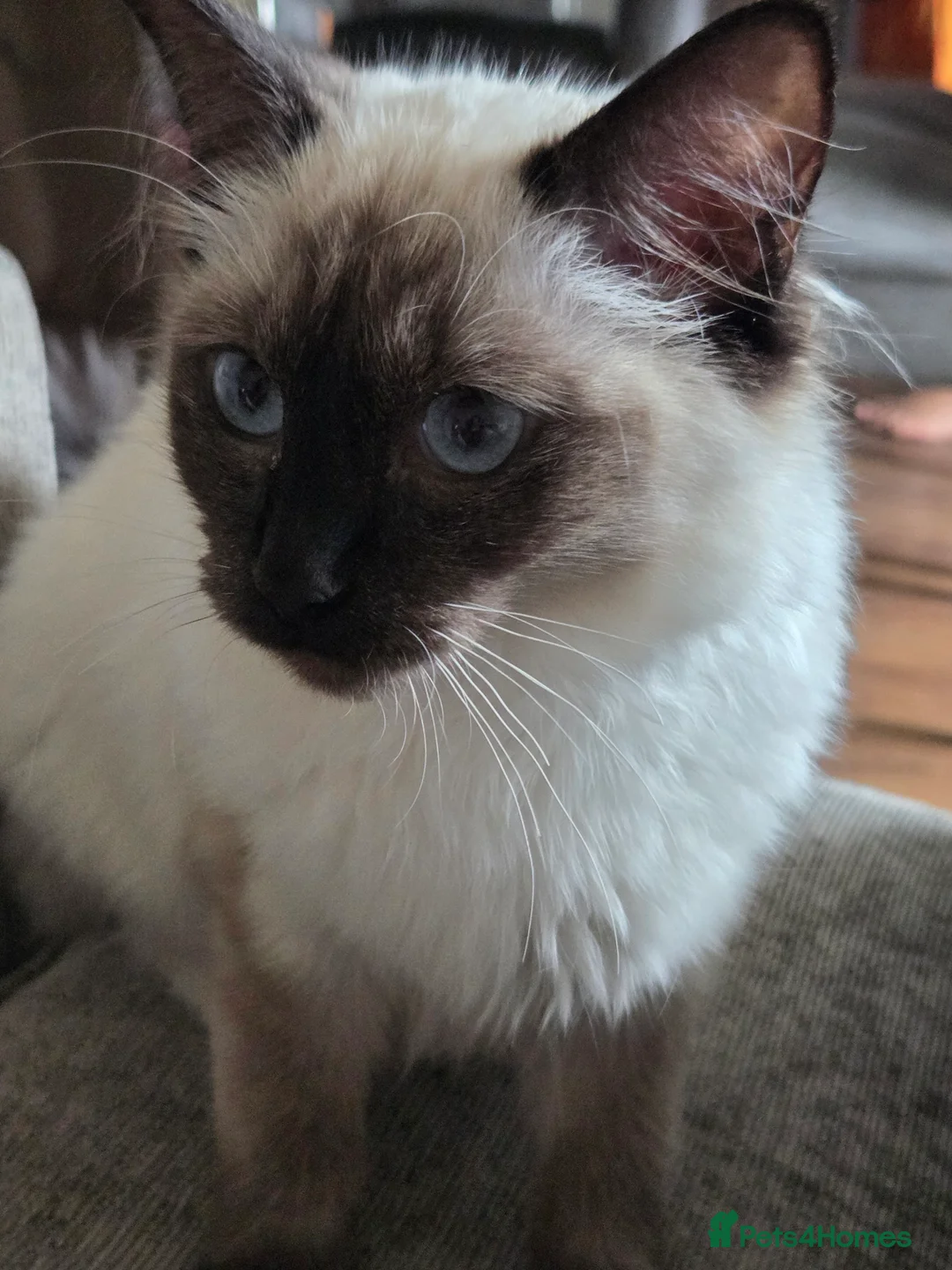 Ragdoll cats for sale: Female ragdoll  - Advert 1