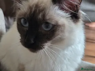 Ragdoll cats for sale: Female ragdoll - Advert 2