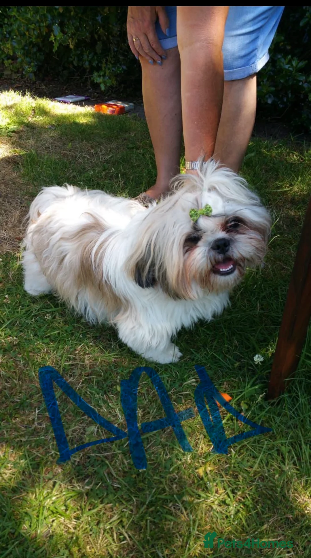 Shih Tzu dogs for sale: Beautiful Shih Tzu puppies  - Advert 9