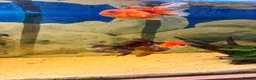 Fancy Goldfish fish for sale: Fancy goldfish and tank for sale  - Advert 4