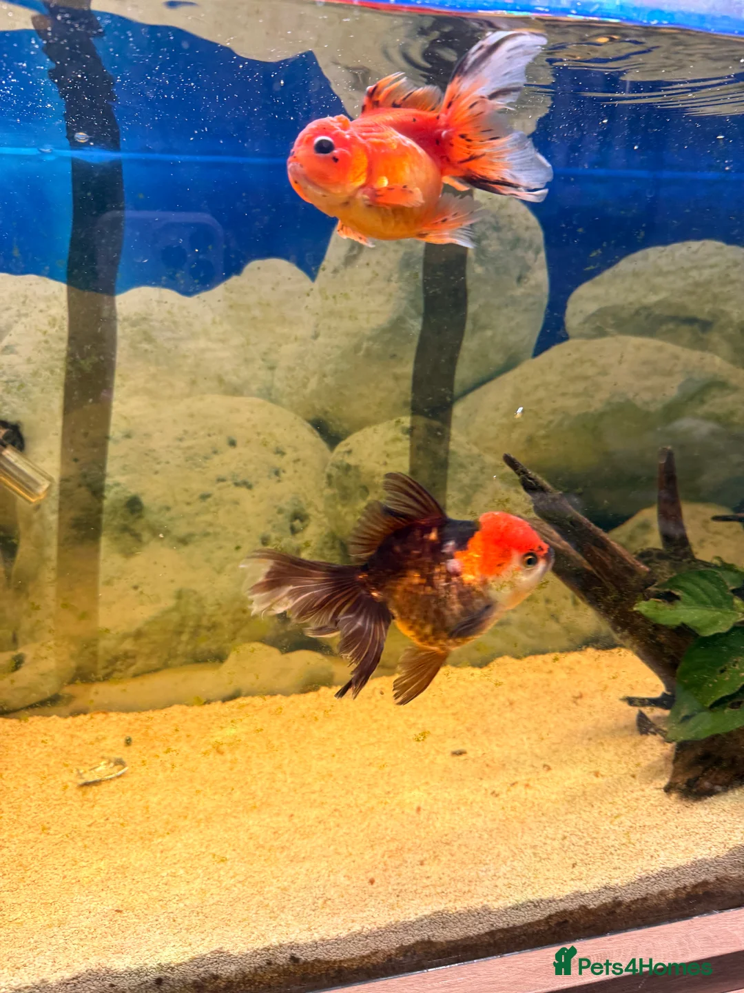 Fancy Goldfish fish for sale: Fancy goldfish and tank for sale  - Advert 4