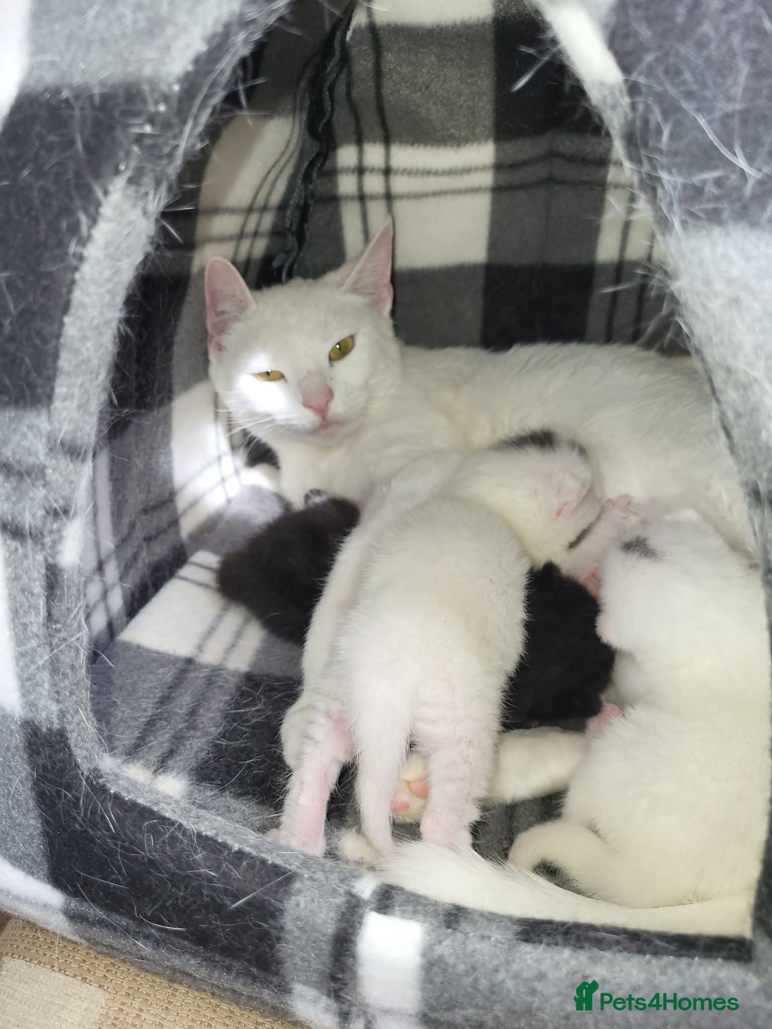 Mixed Breed cats 3 kittens For sale 2 boys one girl - Advert 1