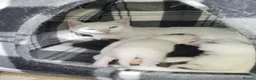 Mixed Breed cats for sale: 3 kittens For sale 2 boys one girl - Advert 1
