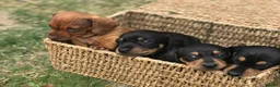 Miniature Dachshund dogs for stud: Miniature Shaded Red Dachshund for Stud PRA Clear in Faringdon - Advert 10