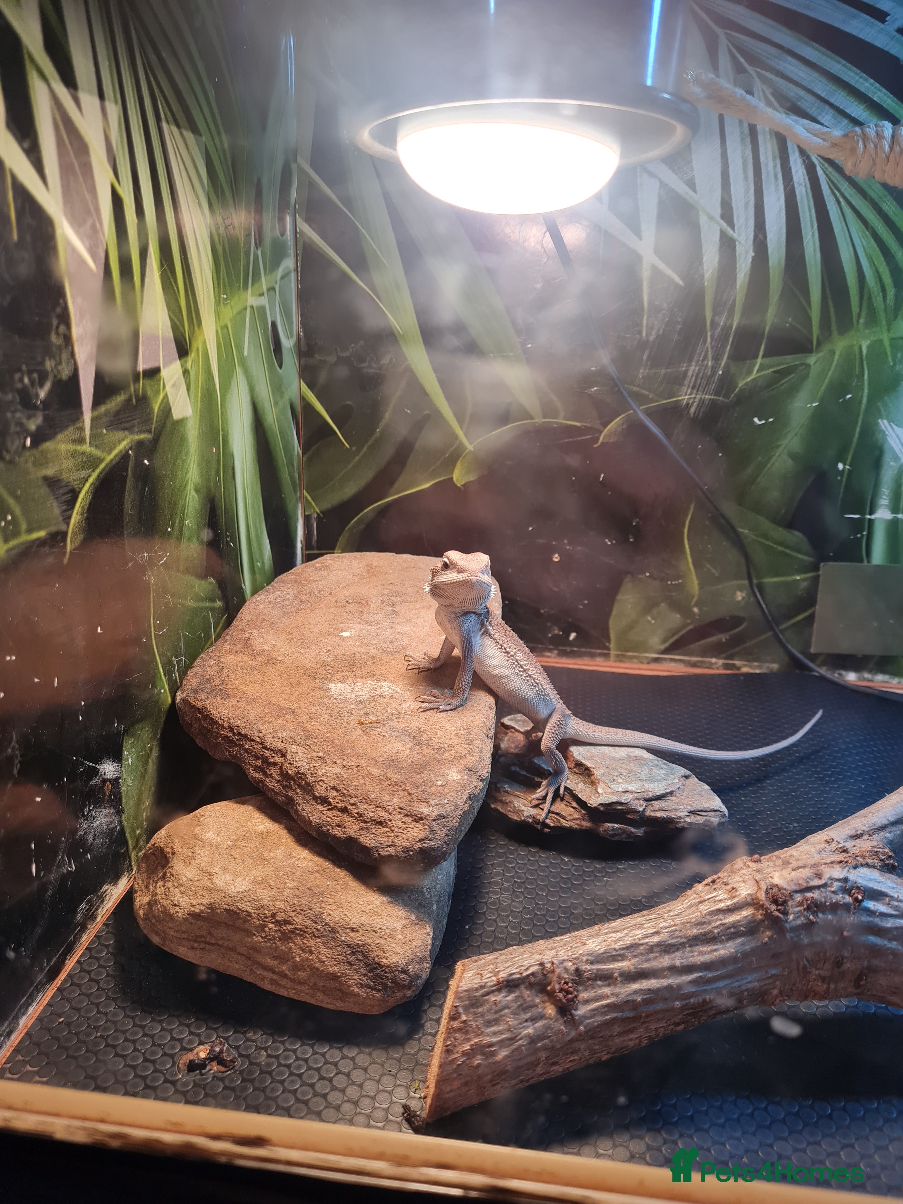 Bearded Dragon reptiles Bearded dragons for sale  - Advert 1