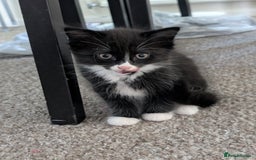Mixed Breed cats for sale: 4 beautiful kittens for sale  - Image 12