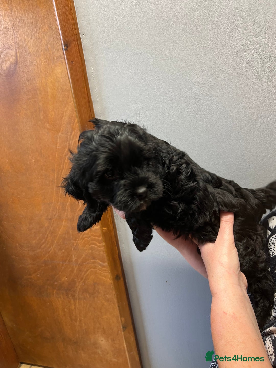 Cavapoo dogs for sale: Cavapoo puppies  - Image 8