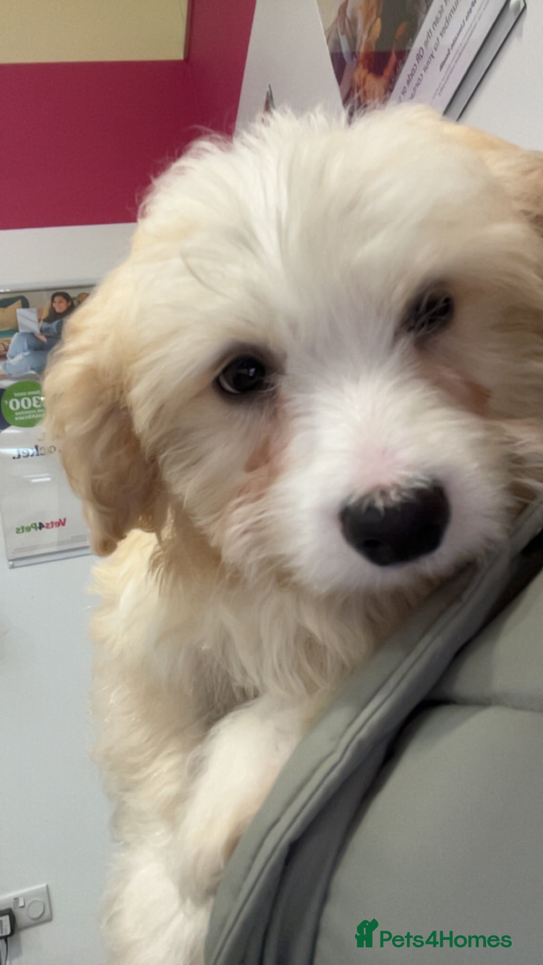 Mixed Breed dogs for sale: Maltichon Maltese x hi hon puppy  - Image 6