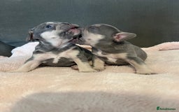 French Bulldog dogs for sale: 💙 French bulldog pups kc reg lilac and tan   - Image 7
