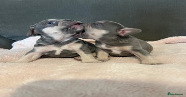 French Bulldog dogs - Advert 5