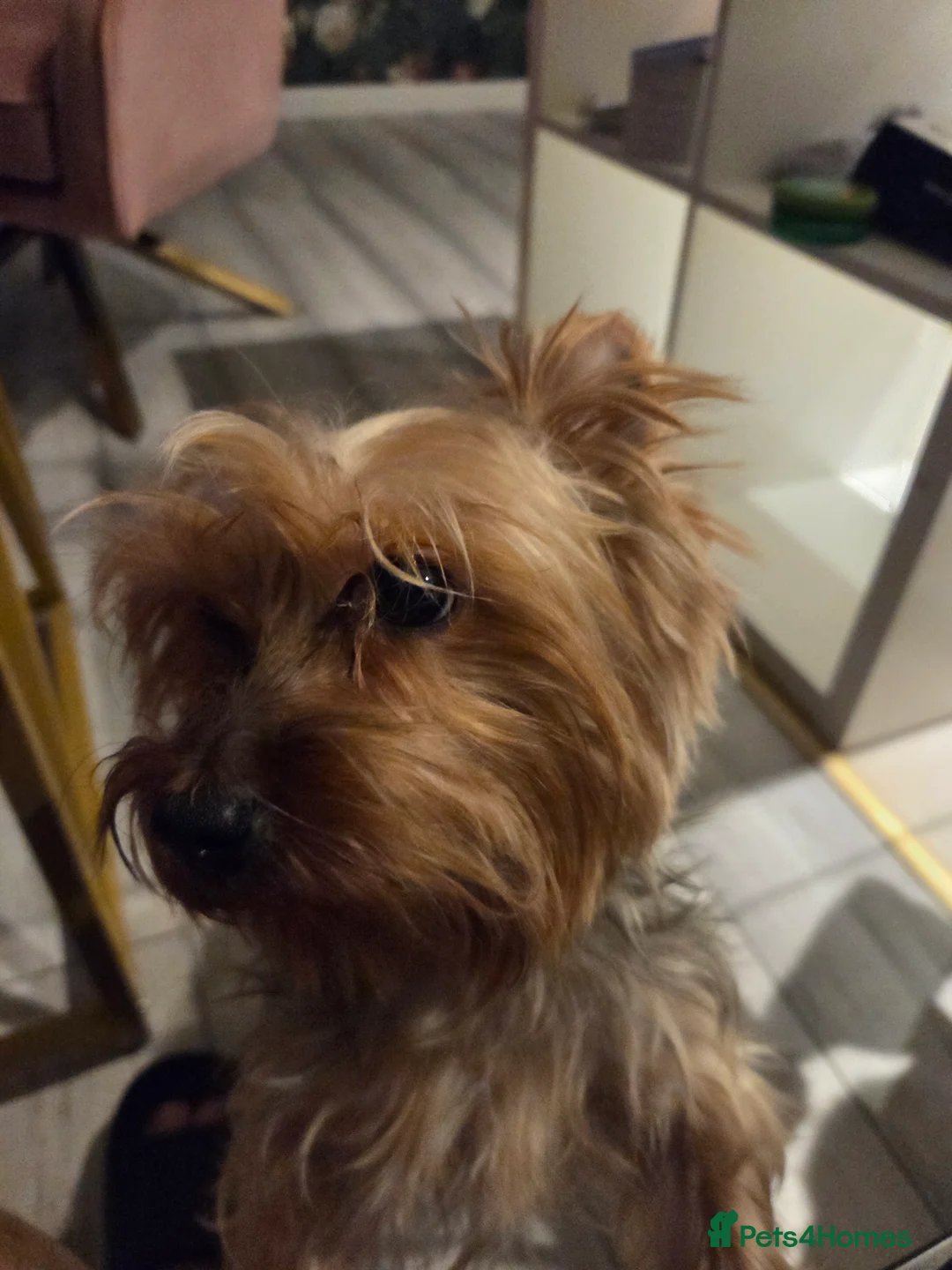 Yorkshire Terrier dogs for stud: Reggie  - Advert 3