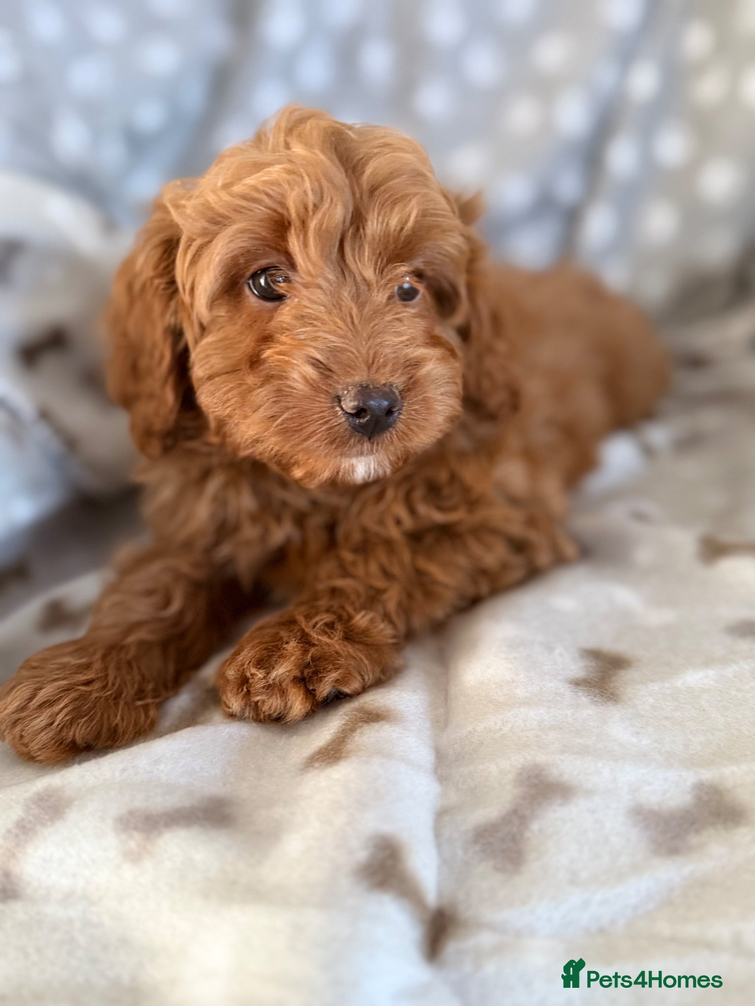 Cavapoo dogs Extensively health tested fox red Cavapoo puppy’s  - Advert 1