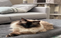 Ragdoll cats for sale: Loving Home Needed for Our Dear Cat, Nina - Image 15