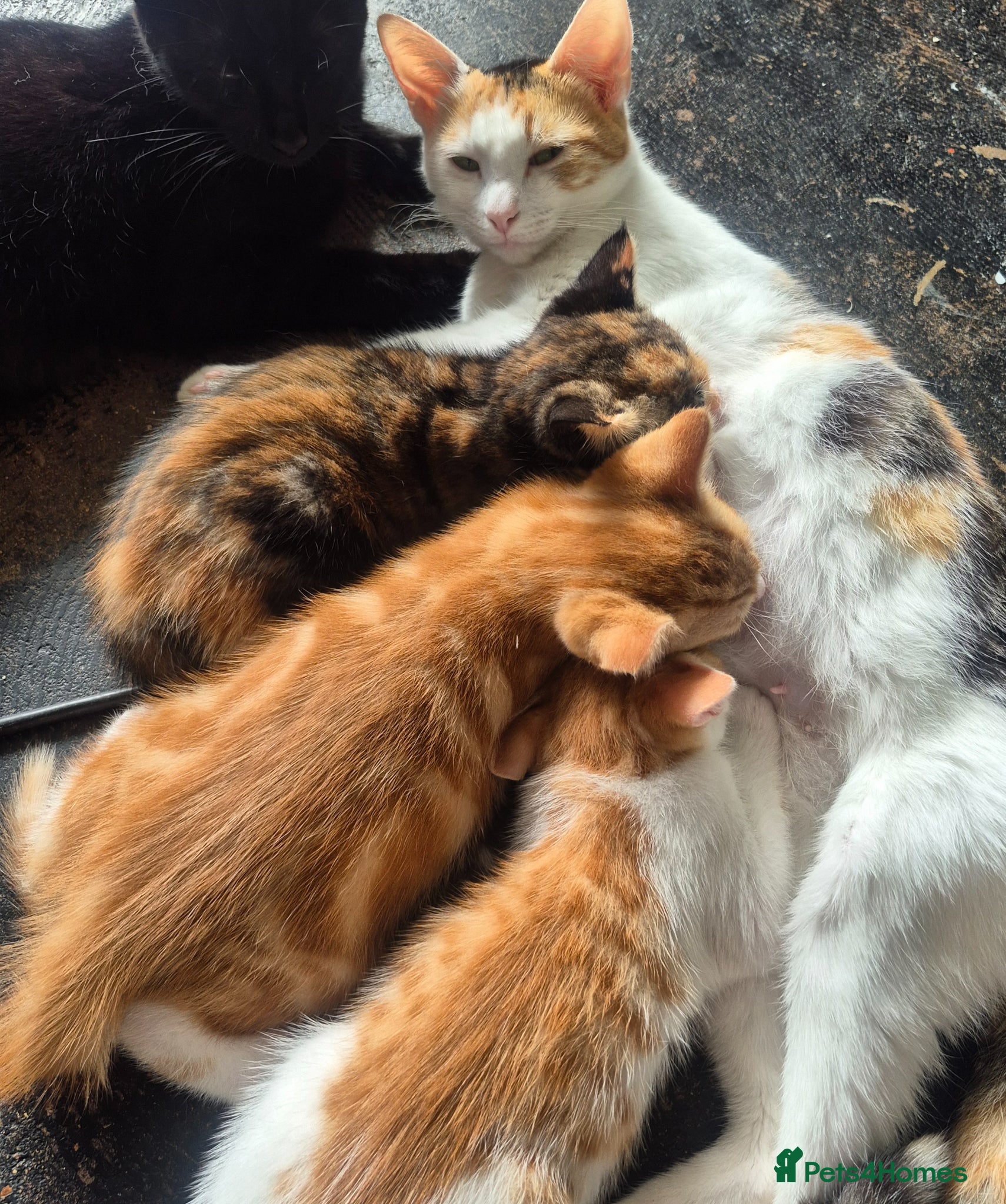 Domestic Shorthair cats 3 Beautiful kittens ready for their forever home. - Advert 3