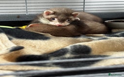 Ferret rodents for sale: Two ferrets boy and girl - Image 3